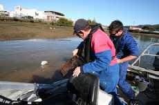 Northland Regional Council Maritime Officer Craig Gardner, left, and volunteer Jandre van Tonder recover an old shopping trolley from the Hatea River.